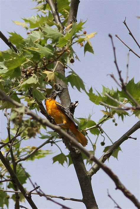 Baltimore Oriole Nest – Birding Pictures