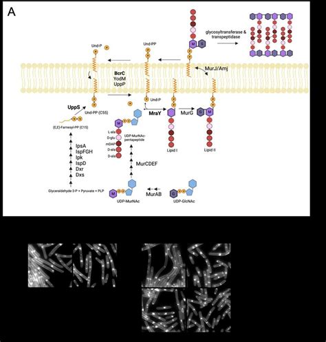 Figure S4. (A) Peptidoglycan biosynthesis pathway. Representative ...