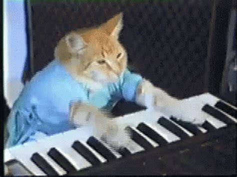 Cat Playing Piano Funny GIF - Cat Playing Piano Funny Meme - Discover ...