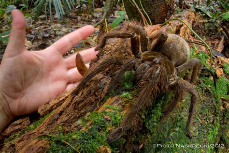 Puppy-Sized Spider Surprises Scientist in Rainforest | Live Science