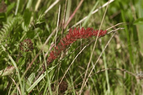 Creeping Red Fescue