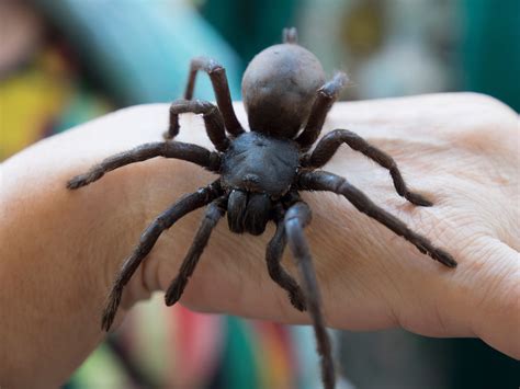 10 Biggest Spiders in the World