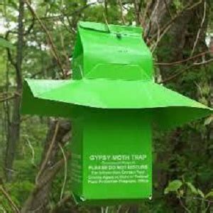 GYPSY MOTH TRAP KIT - Whiffletree Farm & Nursery