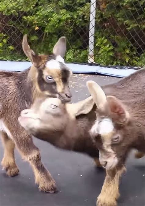 These Baby Goats Jumping On A Trampoline Will Make Your Day | Cute ...