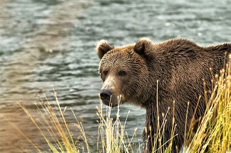 Kodiak Island offers thrilling bear viewing - SFGate