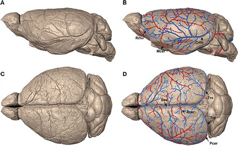 Frontiers | Precise Cerebral Vascular Atlas in Stereotaxic Coordinates ...