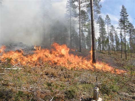 Burning forests – for nature’s best – SCA