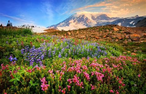 Download Pink Flower Spring Field Mountain Wildflower Nature Flower HD ...