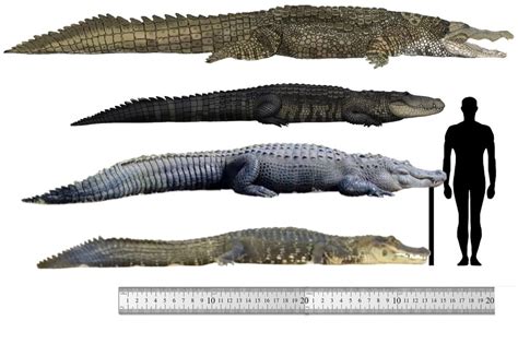 Biggest confirmed crocodiles- lacking sources? - Page 24 - Carnivora