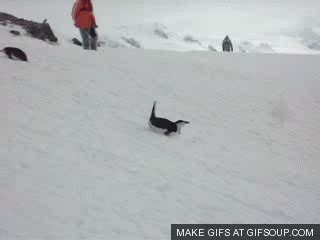 penguin :: slide :: gif (gif animation, animated pictures) / funny ...