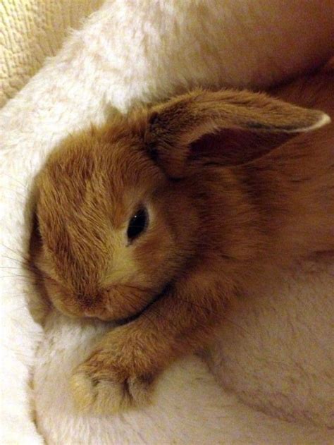 Bunny rabbit sleeping #bunny #rabbit #hare #rabbithouses | Cute baby ...