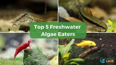 Discover the Top 5 Freshwater Algae Eaters You Need To Know More About