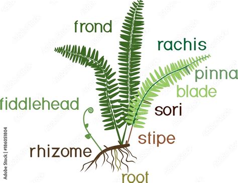 Parts of fern sporophyte with titles Stock Vector | Adobe Stock