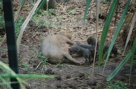 Rescuing pygmy hog from brink of extinction: Wildlife Conservation