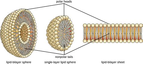 21.3: Lipids - Biology LibreTexts