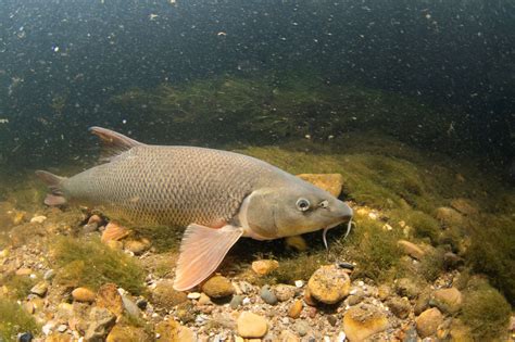 Barbel - Unlocking the SevernUnlocking the Severn