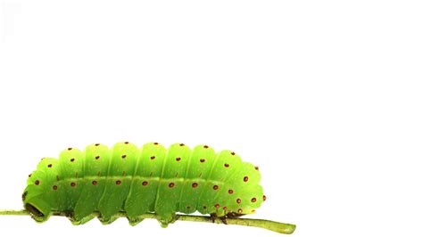 Luna Moth Caterpillar