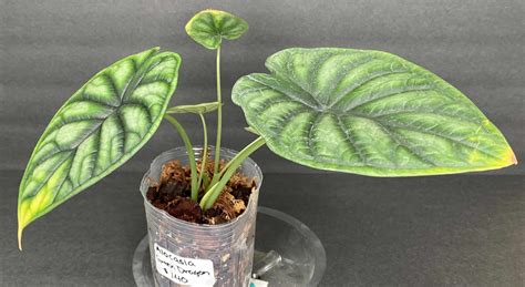 Calathea lutea Plant Care and Complete Growing Guide