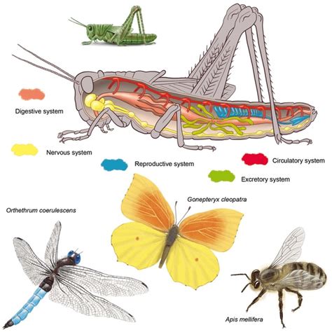 3,810 Bug Anatomy Images, Stock Photos, 3D objects, & Vectors ...