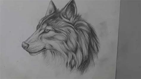 Realistic Wolf Pencil Sketch