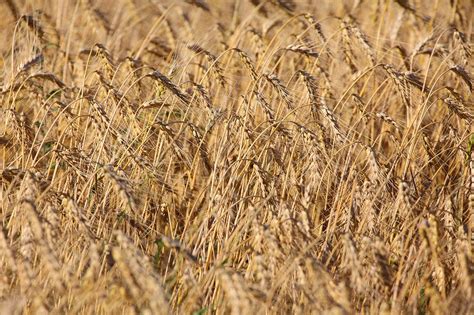 Wheat Field Background Photo ⋆ Picture-speak.com Imagery