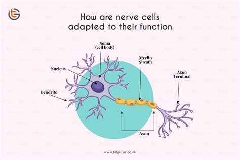 Diagram Of A Nerve Cell