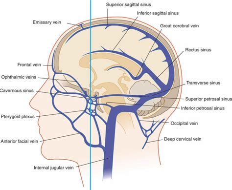 Cerebral circulation, cerebral circulation anatomy, venous circulation ...