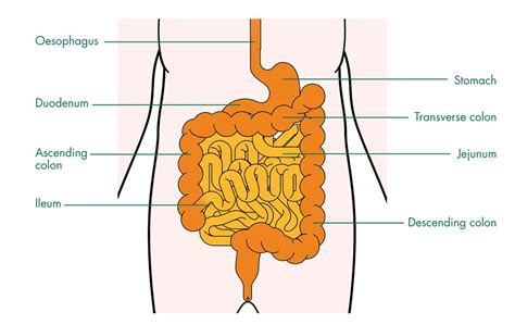 The small intestine | Intestines, Digestive system, Digestion