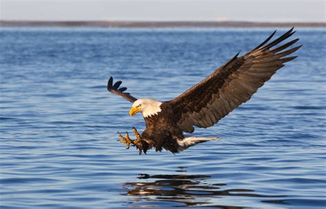 Bald eagle chicks aren't fledging due to avian influenza