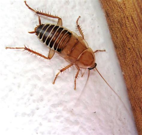 8 Types of Cockroaches Found in the Home - Lawnstarter