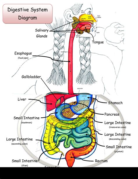 the digestive system diagram labeled - ModernHeal.com