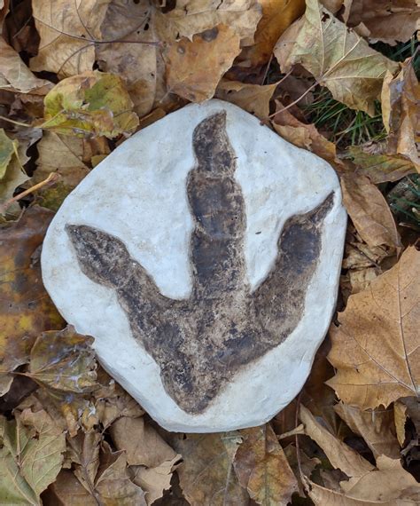 Dinosaur Large Footprint Track Cast Replica Carnosaur Jurassic Virgini ...