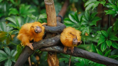 Golden lion tamarin | Endangered Primates | Auckland Zoo