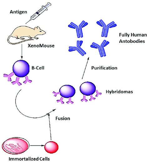 Human antibodies synthesis. A XenoMouse (transgenic mouse capable of ...