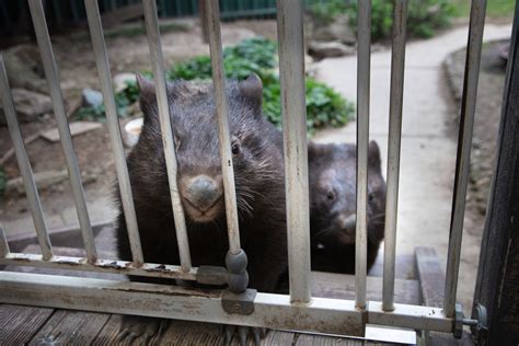 Meet the women on the front line of wombat conservation - Australian ...