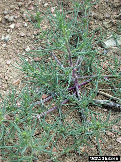 Russian thistle (Salsola tragus)