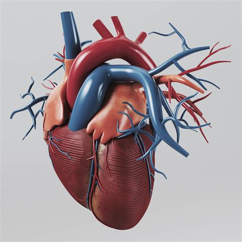 human heart - internal anatomy 3d model