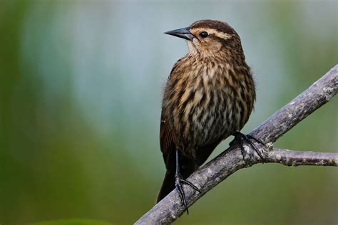 Red-winged blackbird female | BirdForum