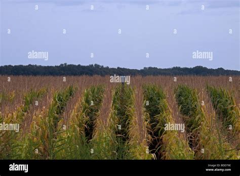 Rows of corn Stock Photo - Alamy