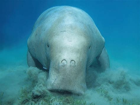 Dugong | Species | WWF