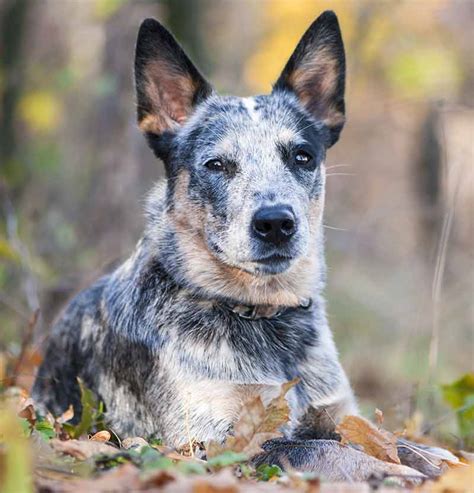 How Old Does A Queensland Heeler Dog