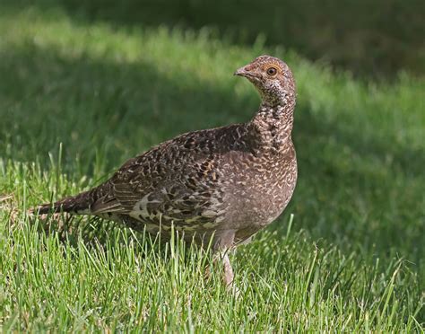 Ruffed Grouse Facts, Habitat, Diet, Life Cycle, Baby, Pictures