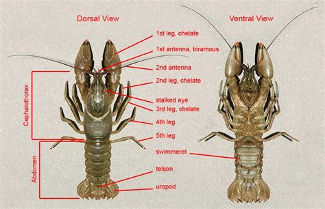 Anatomy Of Crayfish