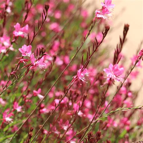 Gaura Belezza Dark Pink • Plantland