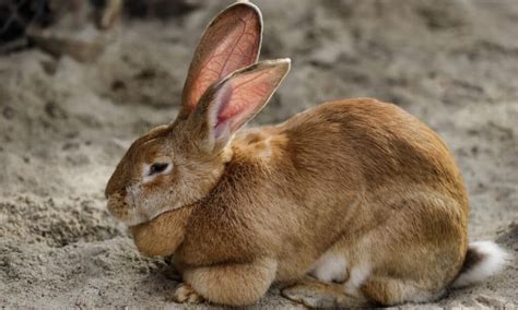 Flemish Giant Rabbit Colors: Rarest to Most Common - A-Z Animals