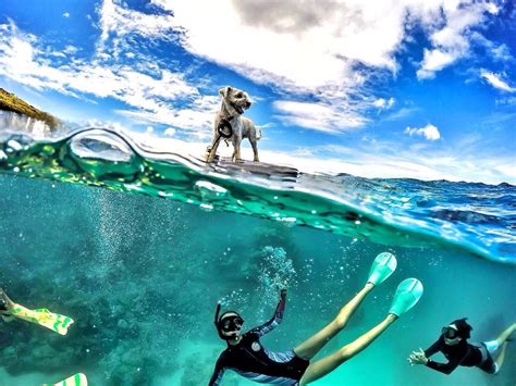 See 31 stunning half underwater GoPro photos. Plus, get 6 tips for ...