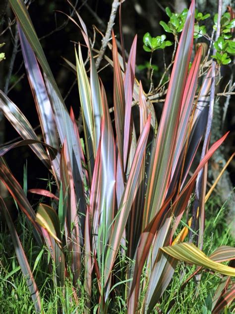 Should You Trim New Zealand Flax – What To Do With Overgrown New ...