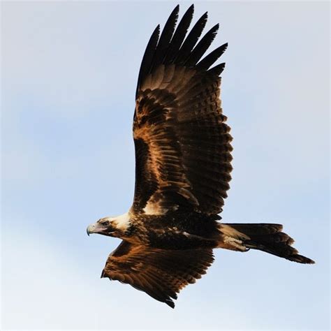 Wedge-tailed Eagle | BirdLife Australia | Wedge tailed eagle, Bird ...