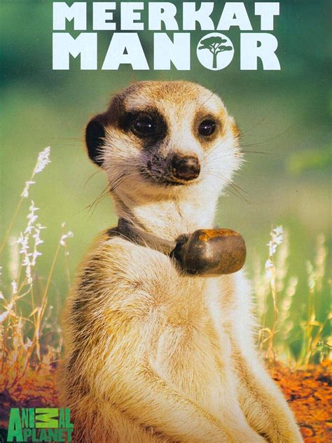 Meerkat Manor (TV Series 2005–2008) - IMDb