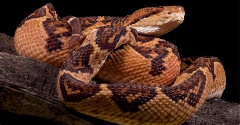 Bushmaster Snake - A-Z Animals